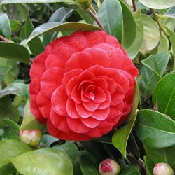 Camellia japonica Black Lace